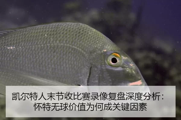 凯尔特人末节收比赛录像复盘深度分析：怀特无球价值为何成关键因素